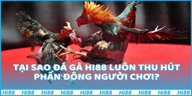 Vì sao kê thủ nên chơi đá gà hôm nay tại Hi88?