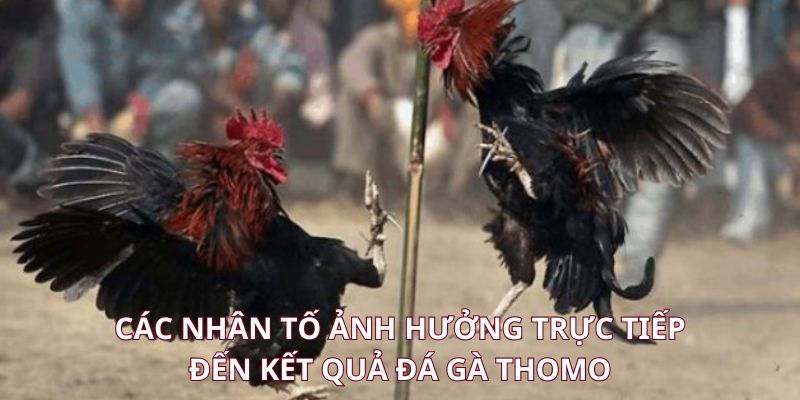 Yếu tố chi phối đến kết quả trực tiếp đá gà thomo