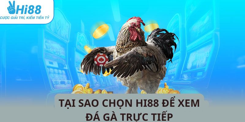 Lý do nên chọn Hi88 xem trực tiếp đá gà thomo